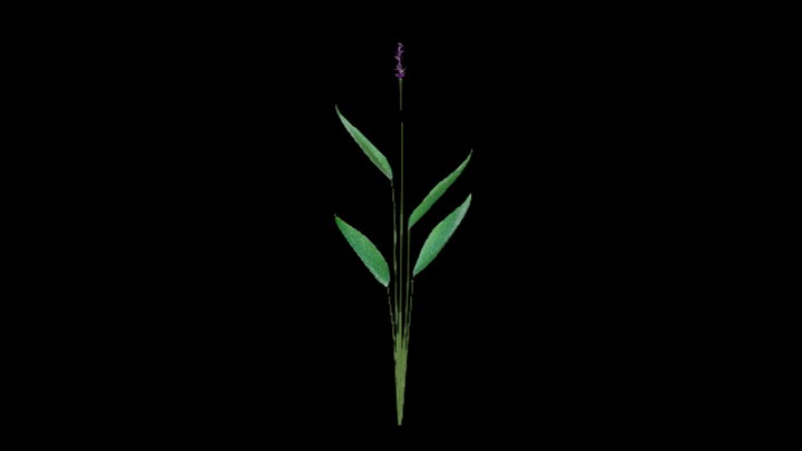 UE项目资源_模型资源_草2724