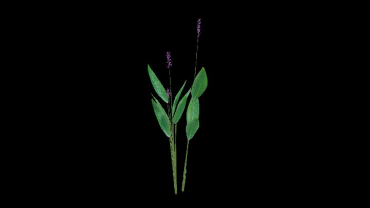 UE项目资源_模型资源_草2725