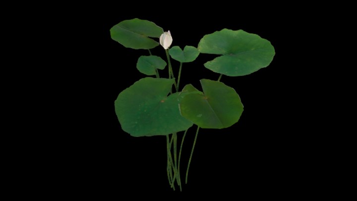 UE项目资源_模型资源_荷叶010