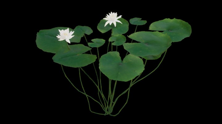 UE项目资源_模型资源_荷叶012