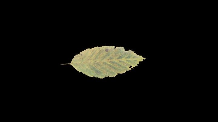 UE项目资源_模型资源_落叶075