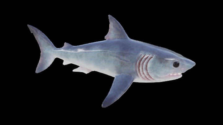 UE项目资源_模型资源_鲨鱼007