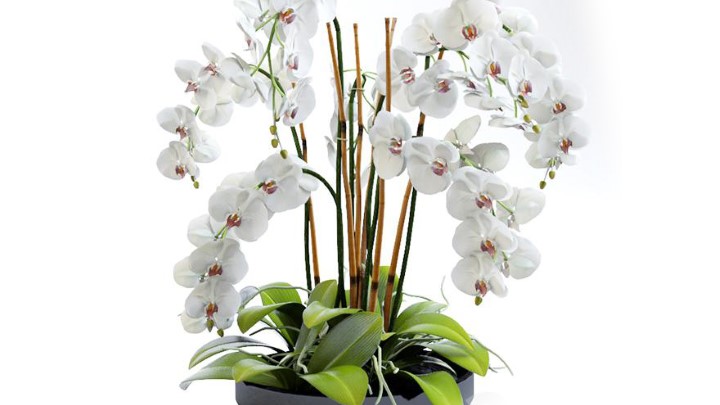 渲染模型_兰花002