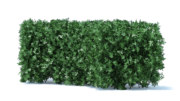 渲染模型_园艺植物005