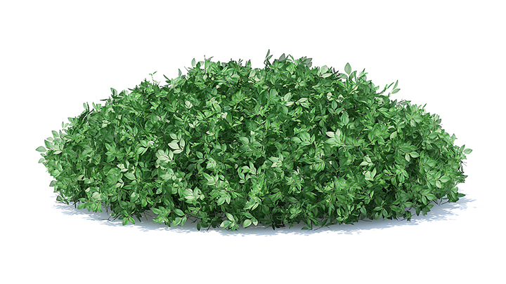 渲染模型_园艺植物019