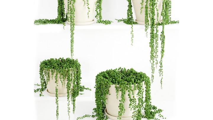 渲染模型_墙面植物004