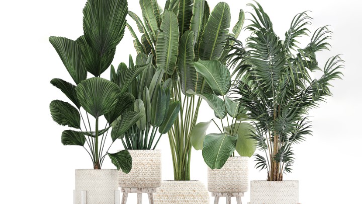 渲染模型_室内植物330