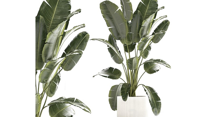 渲染模型_室内植物337