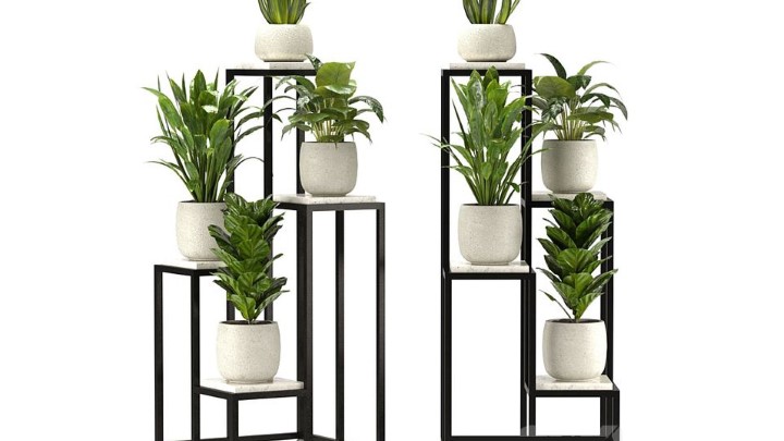 渲染模型_室内植物347