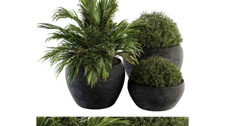 渲染模型_室内植物352