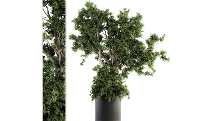 渲染模型_室内植物353