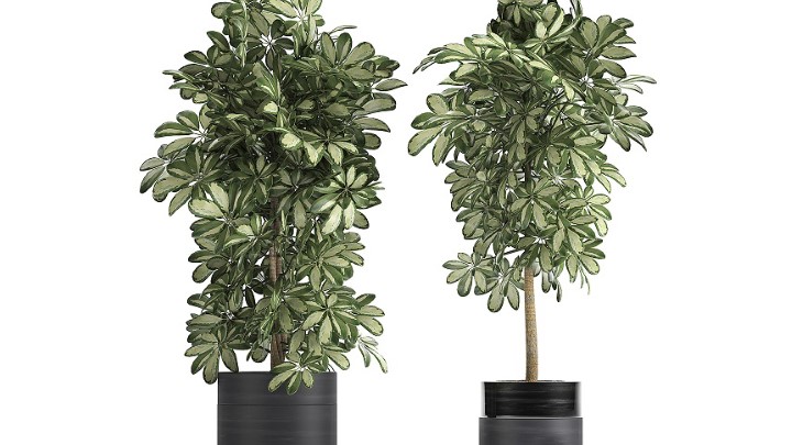 渲染模型_室内植物356