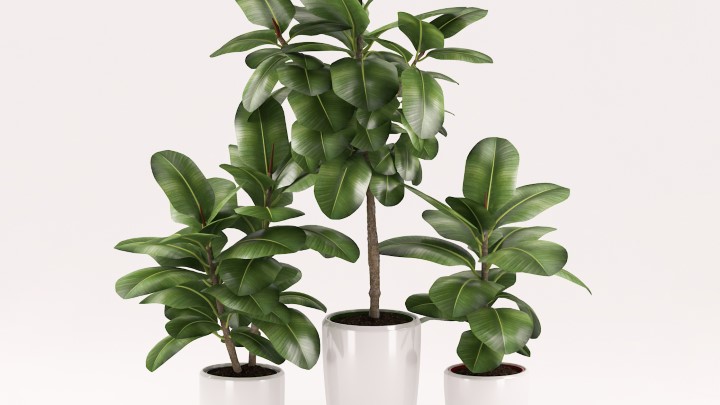 渲染模型_室内植物357