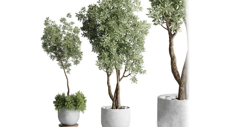 渲染模型_室内植物363