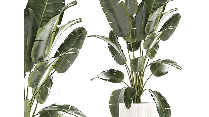 渲染模型_室内植物367