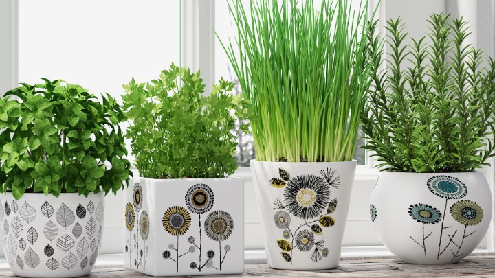 渲染模型_室内盆栽095