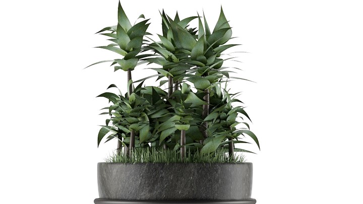 渲染模型_室内盆栽096