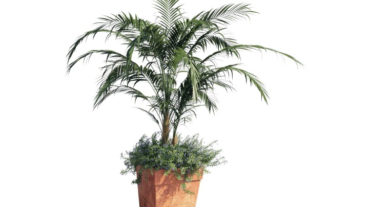 渲染模型_室内盆栽101