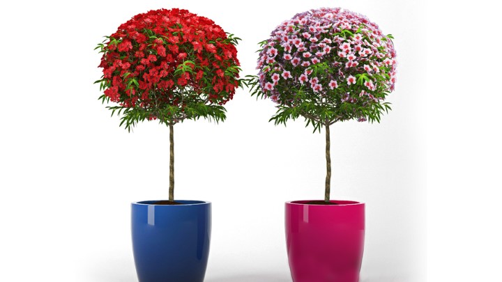 渲染模型_室内盆栽102