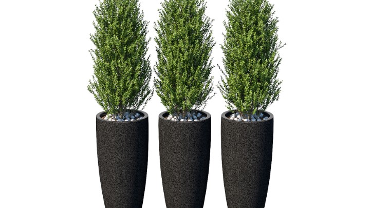 渲染模型_室内盆栽137