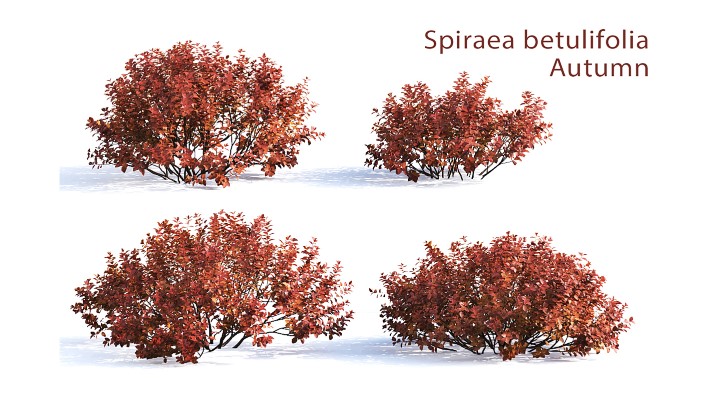 渲染模型_室外植物065