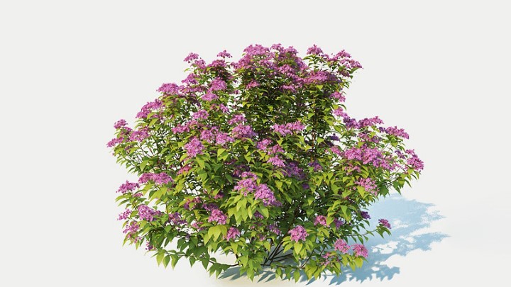 渲染模型_室外植物066