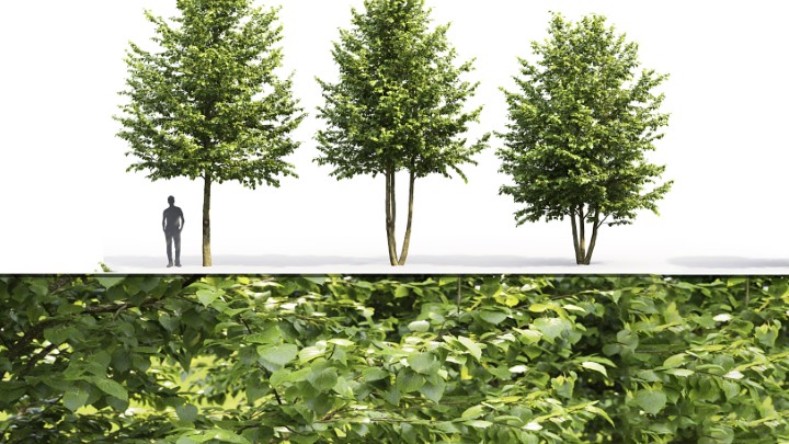 渲染模型_室外植物071