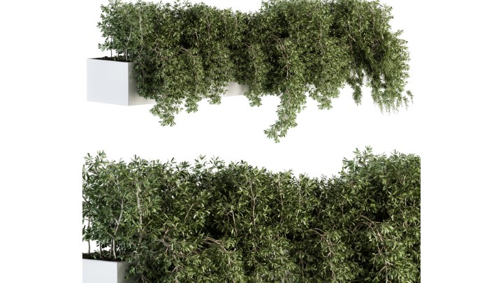 渲染模型_室外植物072