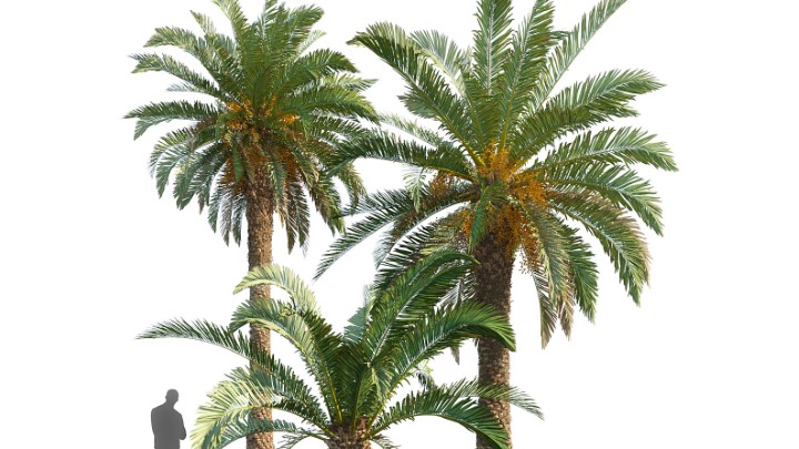 渲染模型_室外植物077