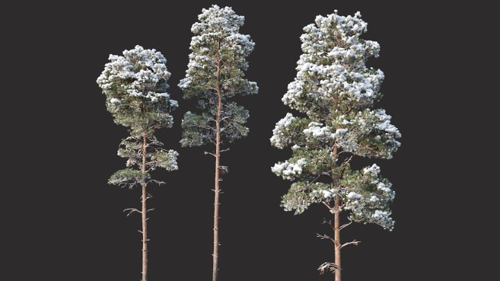 渲染模型_室外植物079