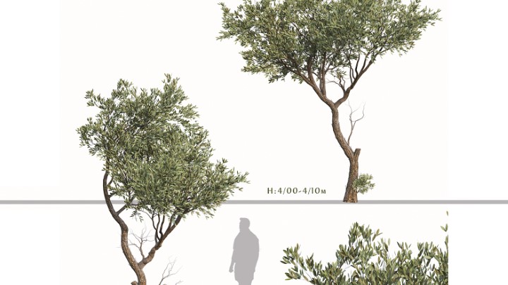 渲染模型_室外植物083