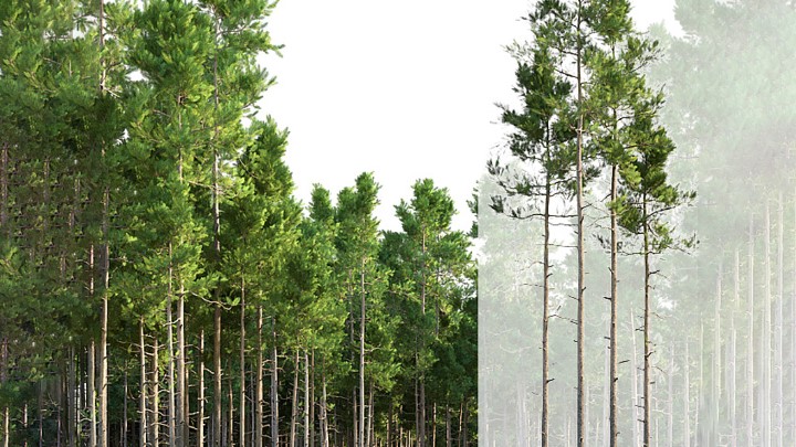 渲染模型_室外植物099