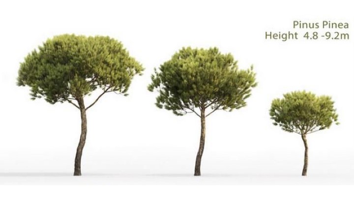 渲染模型_室外植物100