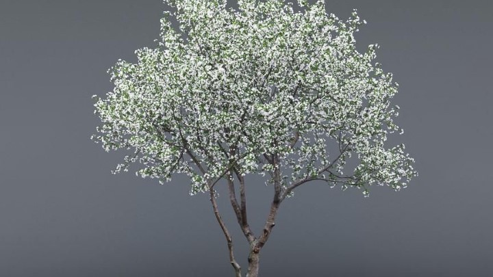 渲染模型_室外植物105