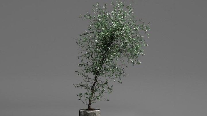 渲染模型_室外植物106