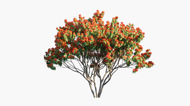 渲染模型_树1219