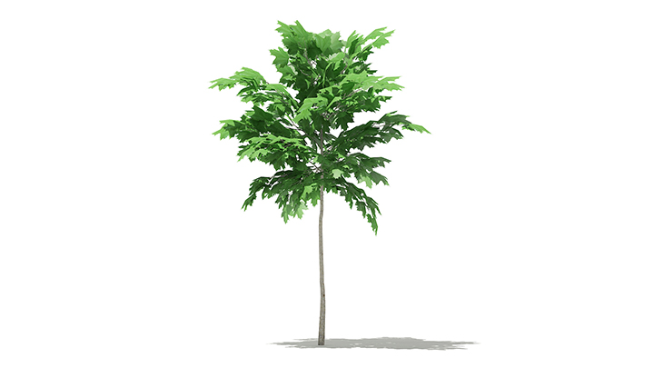 渲染模型_树1224