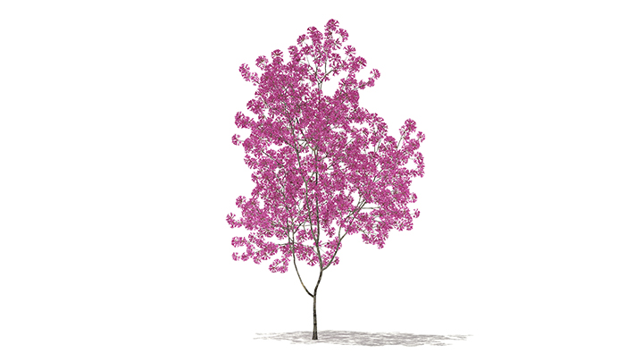 渲染模型_树1228