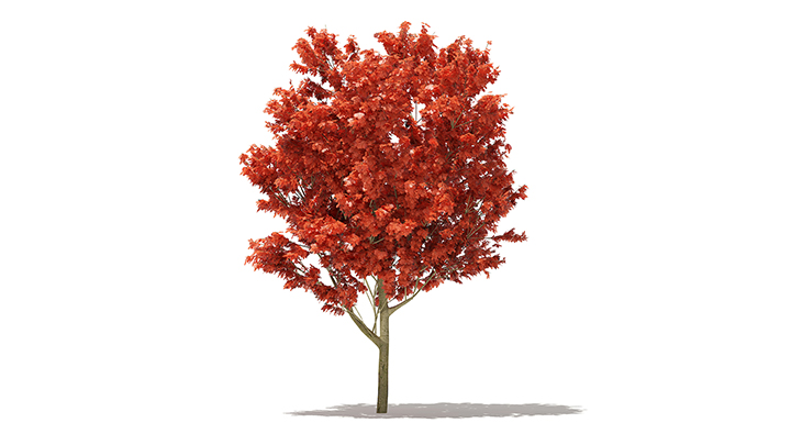 渲染模型_树1234