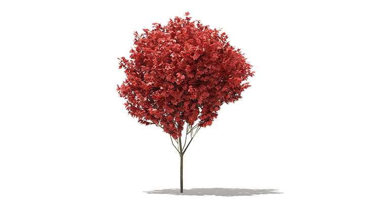 渲染模型_树1238