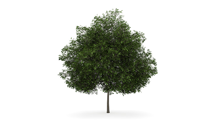 渲染模型_树1265