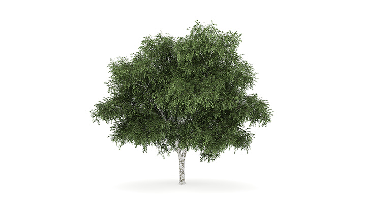 渲染模型_树1271