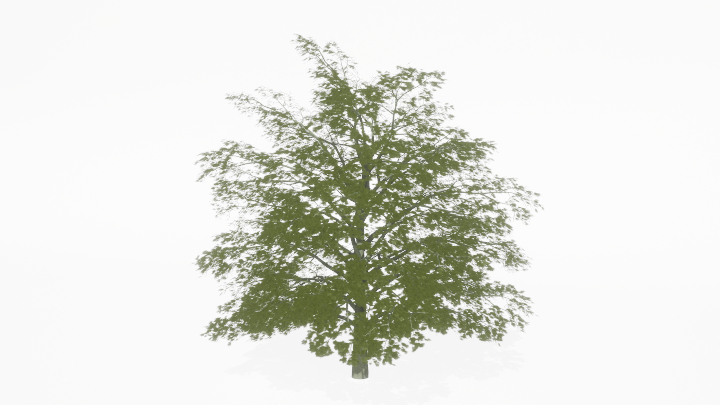 渲染模型_树1286