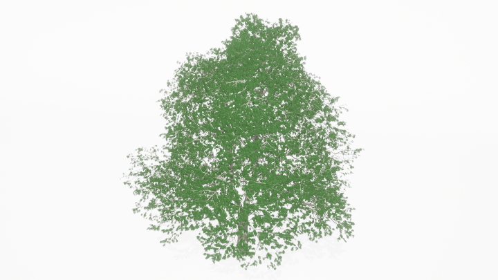 渲染模型_树1307