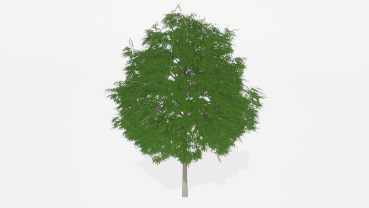 渲染模型_树1309