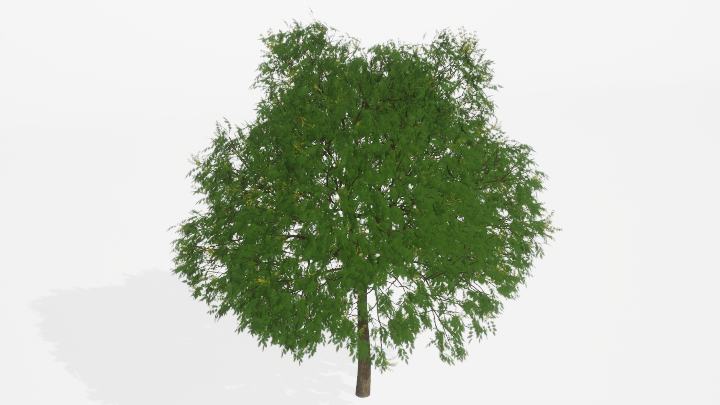 渲染模型_树1311