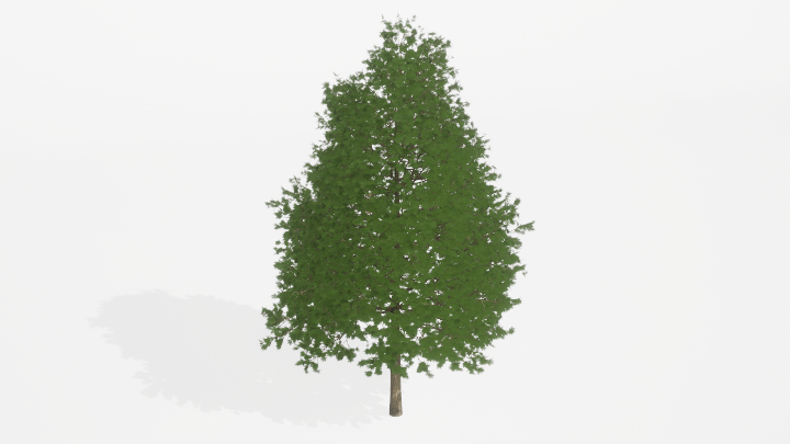 渲染模型_树1312