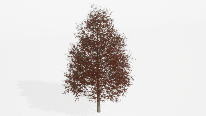 渲染模型_树1313