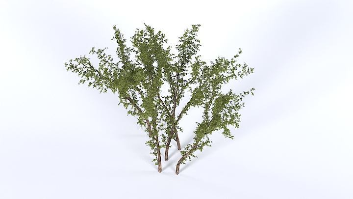渲染模型_树1330