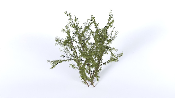渲染模型_树1332